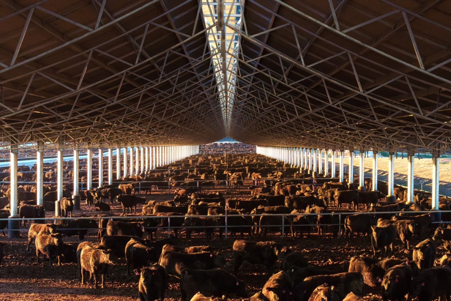 Stanbroke, Rangers Valley Feedlot, Ridgeback Barn
