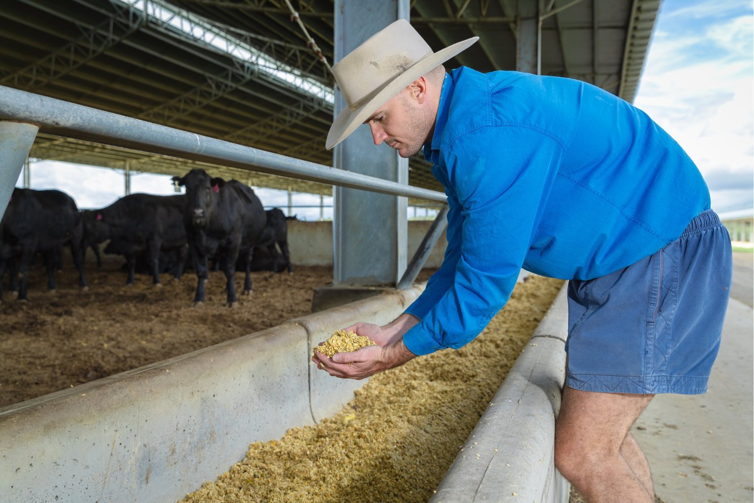 Elbow Valley Beef, Chris Shaw, Ridgeback Feedlot
