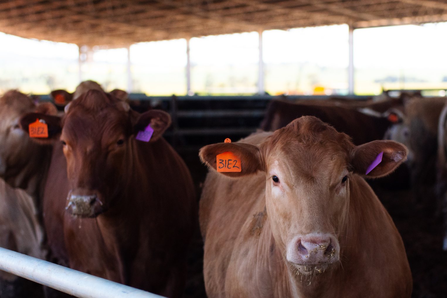 Teys Australia, Charlton Feedlot Ridgeback