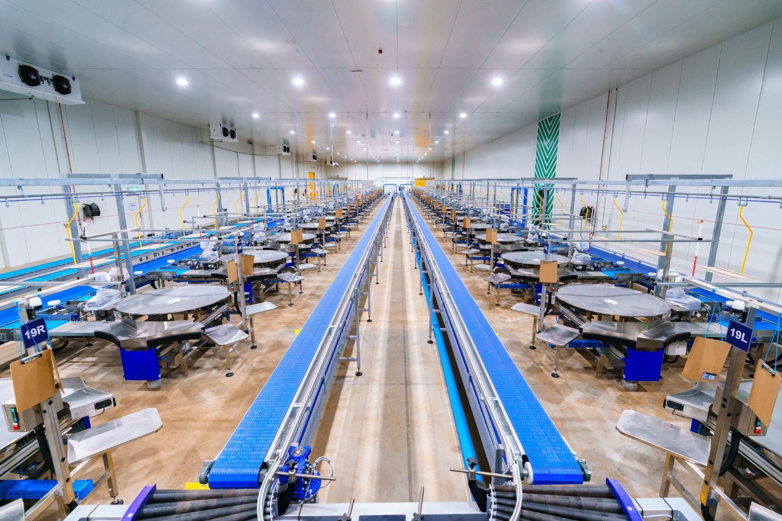 Inside Talia Farms' automated table grape processing facility in Lyrup, South Australia