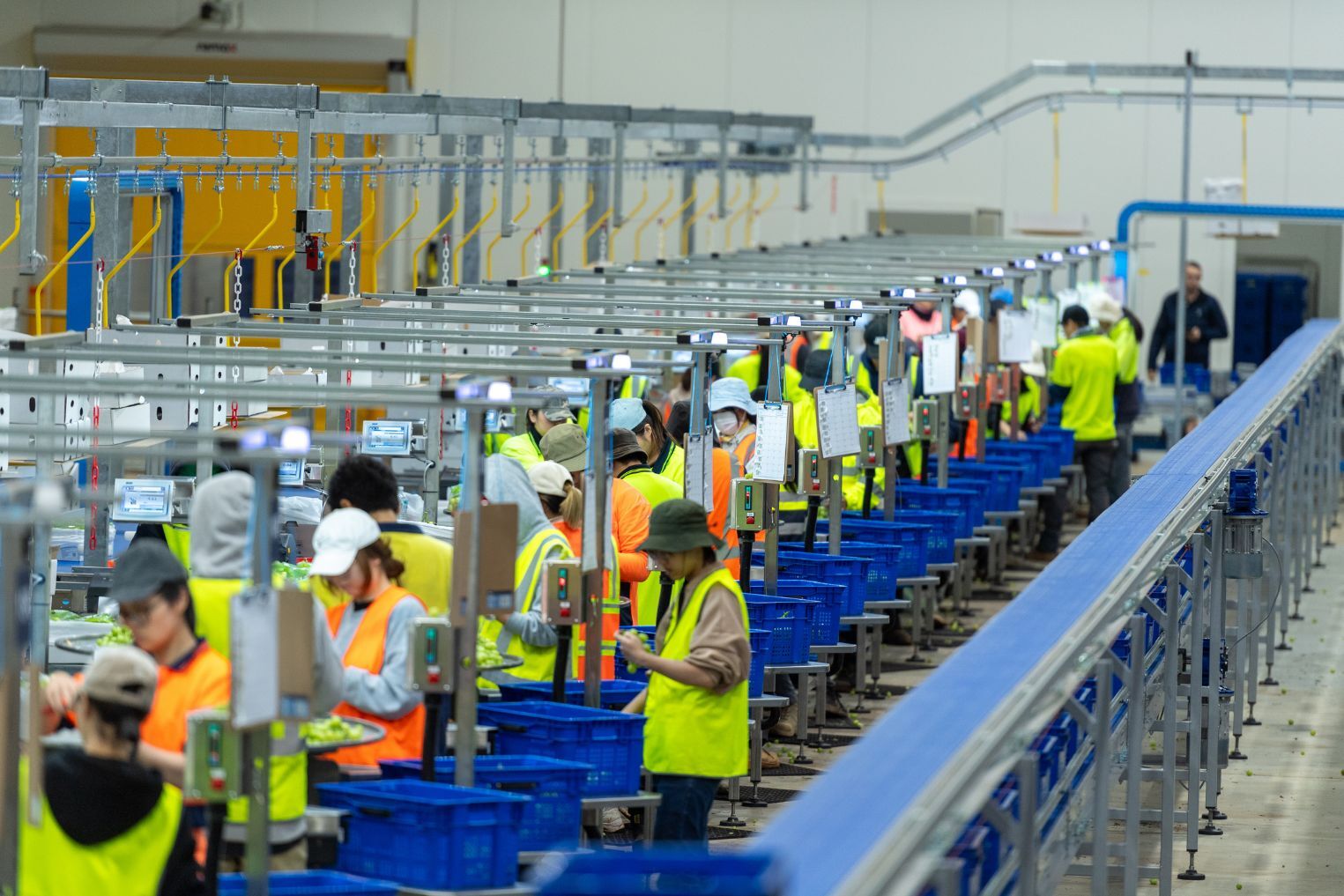Inside Talia Farms' automated table grape processing facility in Lyrup, South Australia