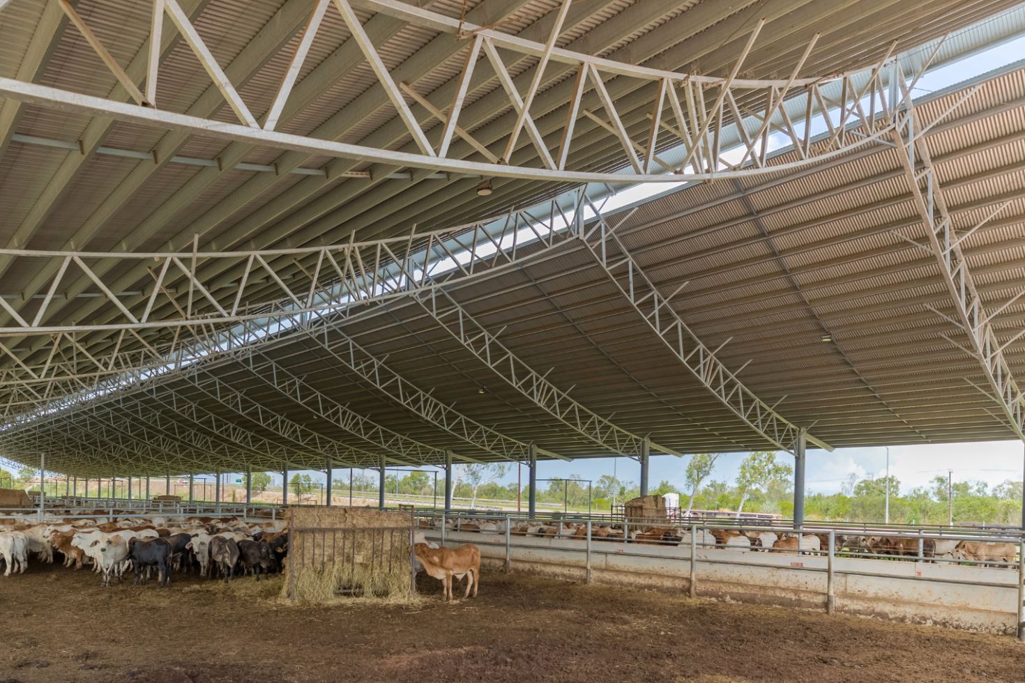 NTLEA Berrimah Export Yards Ridgeback® cattle covers by Entegra. Darwin, Northern Territory.