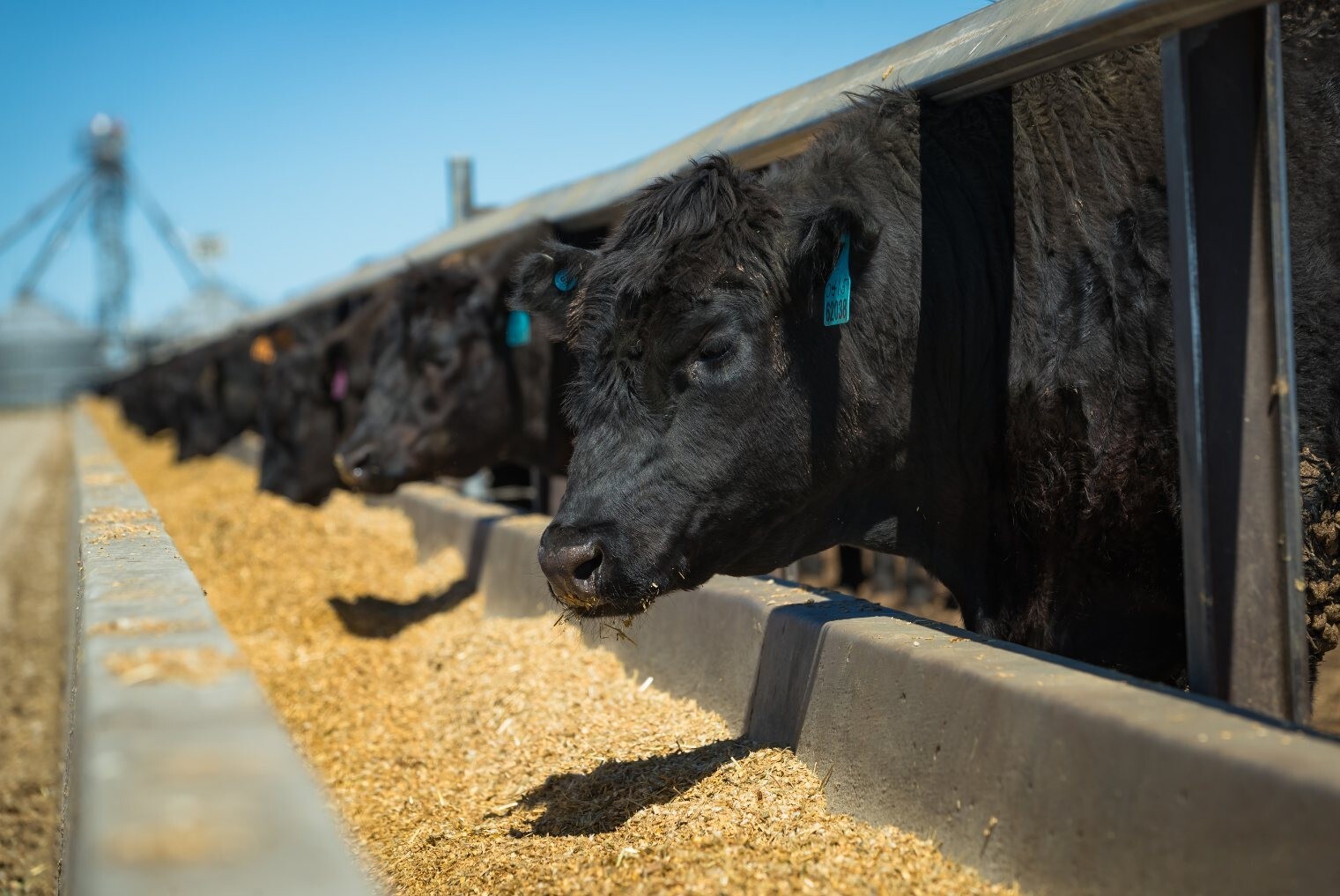 Stanbroke, Rangers Valley Feedlot, Ridgeback Barn
