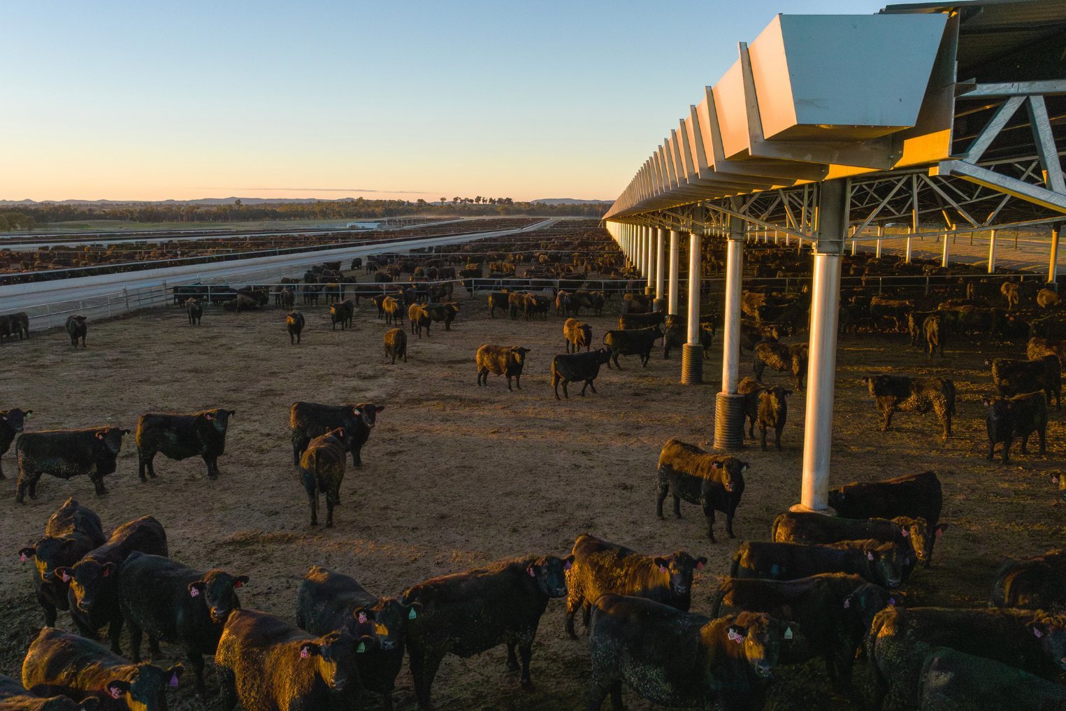 Stanbroke, Rangers Valley Feedlot, Ridgeback Barn