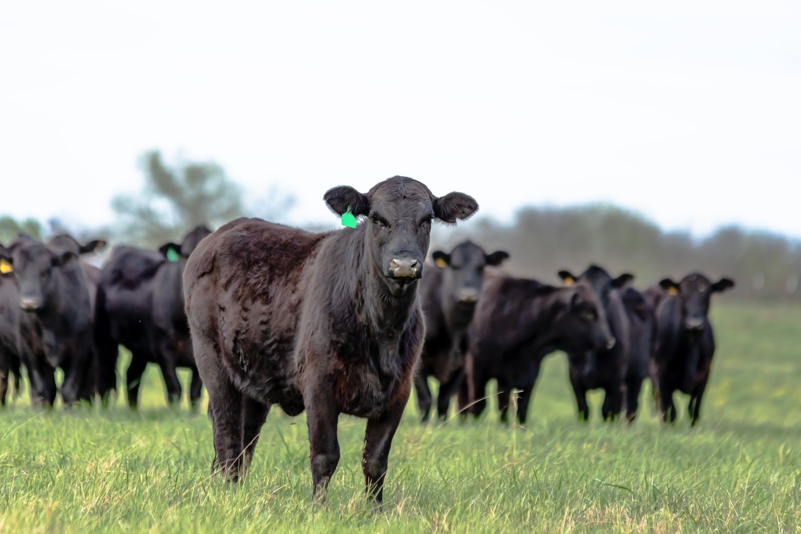 The History of the Angus Cattle Breed - Entegra Signature Structures