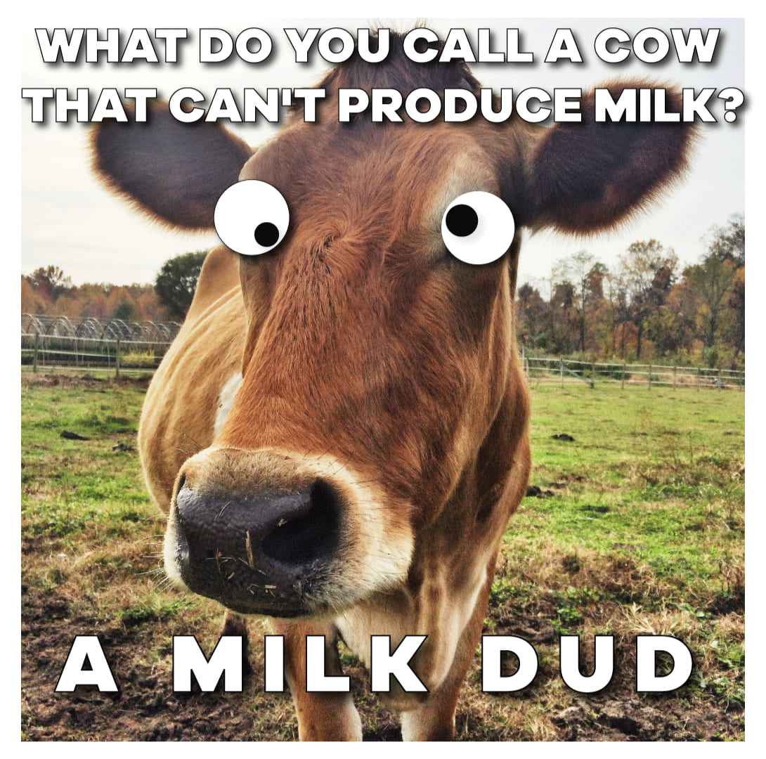 Funny Cow Memes - Page 16 of 23 - Entegra Signature Structures