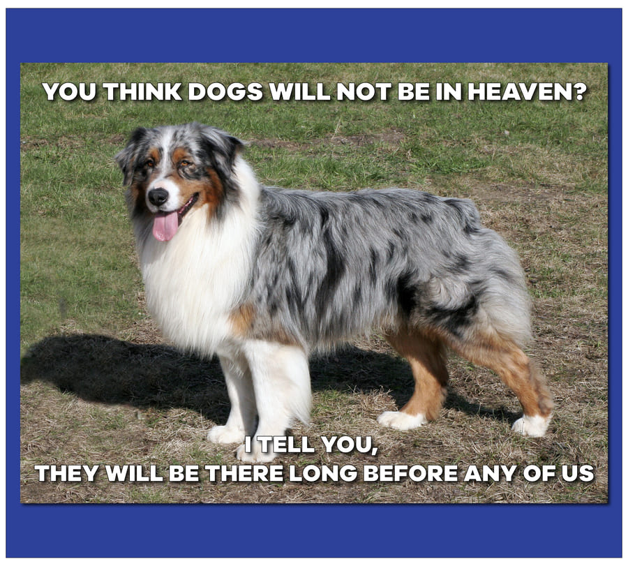 Australian Shepherd Meme